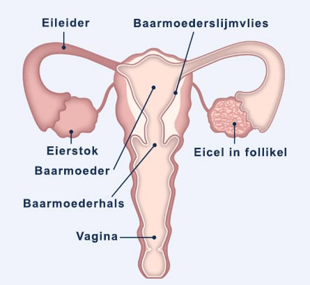 Woman reproductive organs